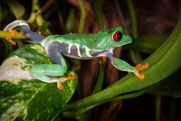 植物の葉に赤い目をしたアマガエルの旅します — ストック写真