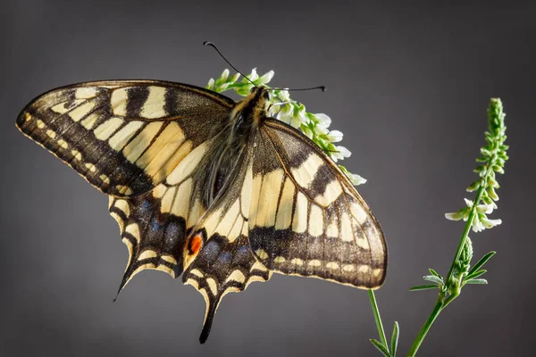 Viejo Mundo Swallowtail Mariposa Sentado Planta — Foto de Stock