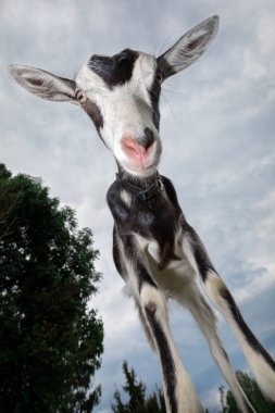 Siyah ve beyaz benekli keçi pembe burunlu bir zürafa gibi duruyor