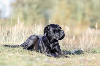 Siyah köpek Cane Corso alanında yalan