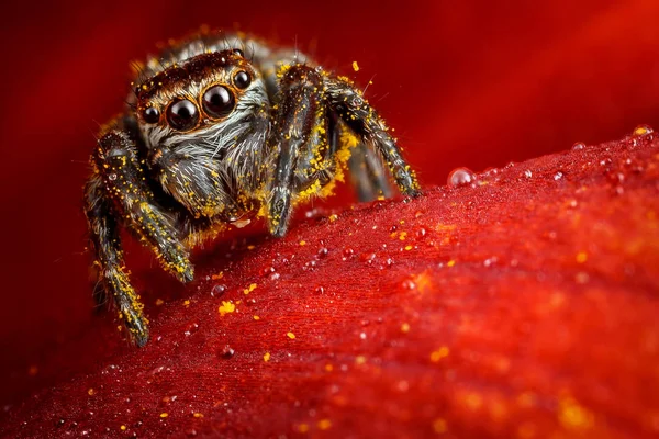 Araña Fondo Los Pétalos Rosas Rojas Textura Una Flor Natural — Foto de Stock