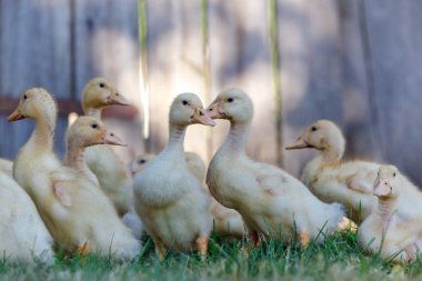 Birçok güzel ducklings gölgesinde toplandı