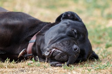 Siyah cane corso köpek yalan çim ve uyku üzerine