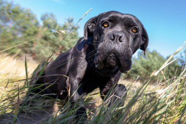 Frightened cane, corso dog in the meadow between the bents and high grass in richly blue sky background clipart