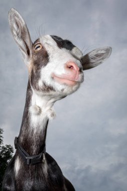 Komik siyah beyaz benekli keçi pembe burunlu ve kürk küpe, geniş-açı mercek ile vurdu