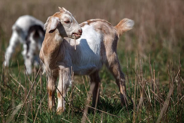 Petite Jolie Mignonne Chèvre Nubienne Dans Prairie Avec Paille Dans — Photo