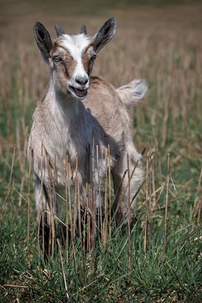 Marron Drôle Belle Chèvre Dans Domaine Avec Des Pailles — Photo