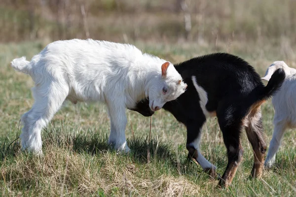 White Black Goatling Fight Meadow — Stock Photo, Image