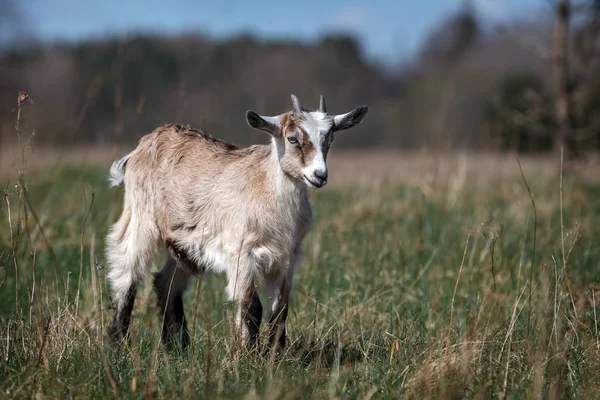 Belle Petite Chèvre Brune Pâturant Dans Prairie — Photo