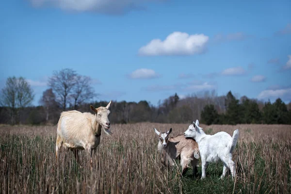 Landscape Goat Her Two Young White Brown Goatlings — Stock Photo, Image