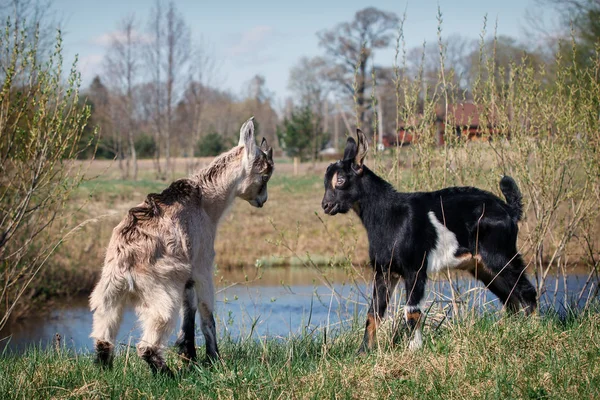 Two Young Little Goats Game Fight Water Body Meadow — Stock Photo, Image