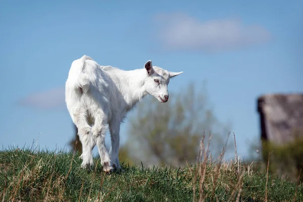 Mavi Gökyüzü Arka Planda Tepede Genç Beyaz Goatling — Stok fotoğraf