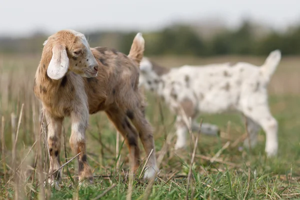 Brown Little Anglo Nubian Goatling Meadow — Stock Photo, Image