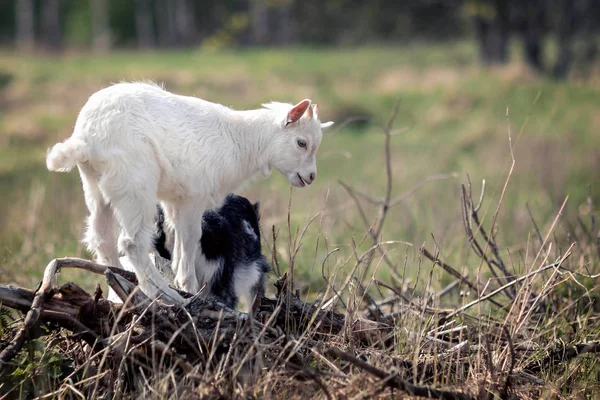 White Goatling Playing Old Dry Branch Heap — Stock Photo, Image