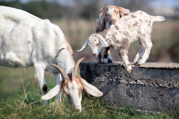 Two Goat Kids Play Concrete Block Mom Eats Grass — Stock Photo, Image