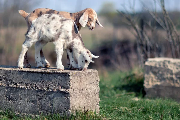 Dos Bonitas Cabras Punteadas Trenzadas Bloque Hormigón — Foto de Stock