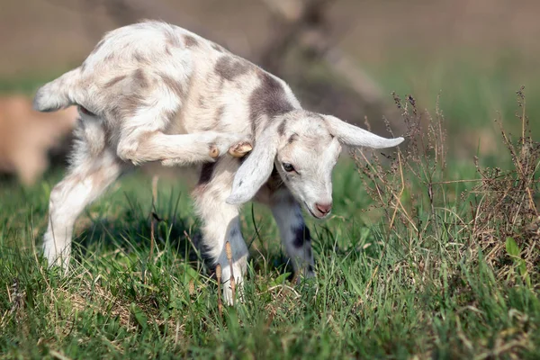 Pâturage Chèvres Tachetées Grises Blanches Dans Prairie — Photo