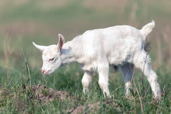 White Nice Little Goatling Exploring Environment — Stock Photo, Image