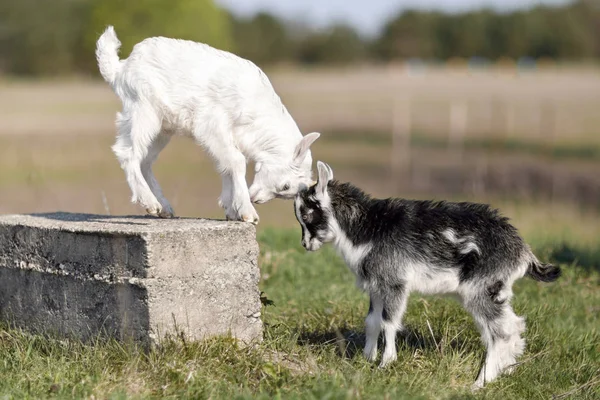 Black White Little Goatlings Fight Place Block — Stock Photo, Image