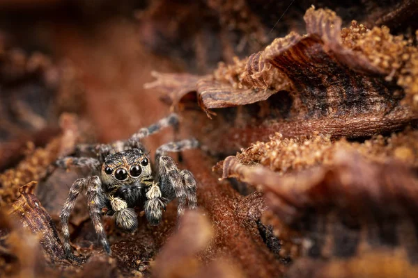 Une Araignée Sauteuse Brune Masquée Fond Une Croûte Brune — Photo