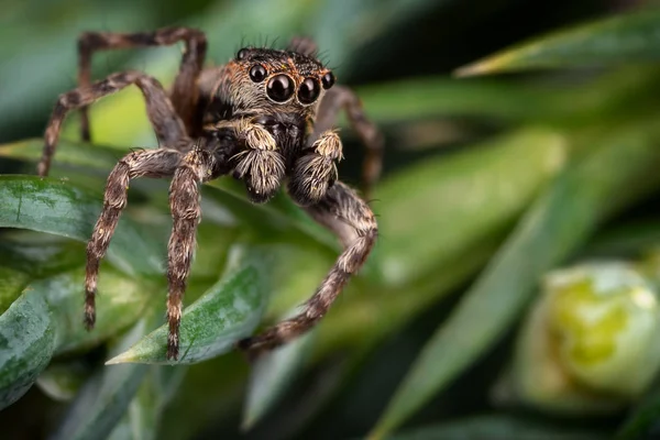 Une Araignée Sauteuse Brune Sur Les Belles Feuilles Vertes Givrées — Photo