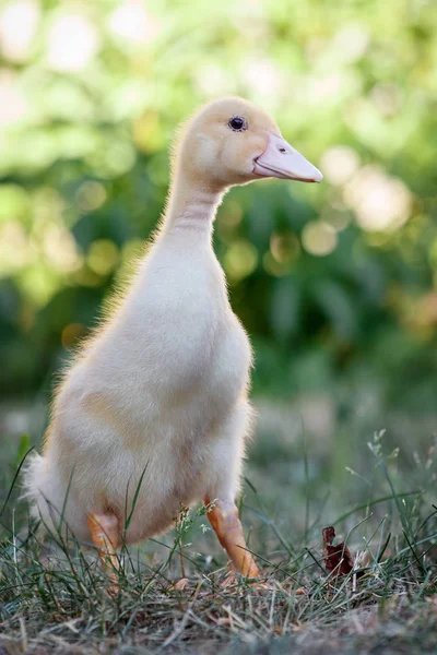 Cute Little Newborn Duckling Standing Grass — Stock Photo, Image