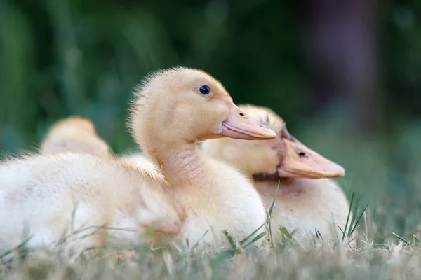 Dois Patinhos Descansam Relva Aquecem Sol — Fotografia de Stock