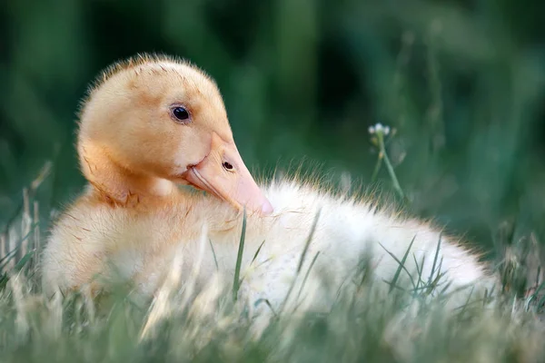 Bom Patinhos Descansar Grama Aquecido Sol — Fotografia de Stock