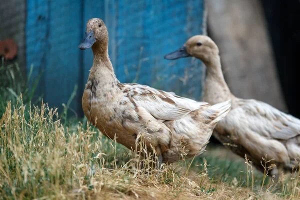 Dos Hermosos Patos Marrones Caminando Patio — Foto de Stock