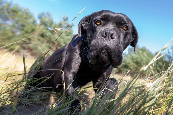Korkmuş cane corso köpek bents ve zengin mavi gökyüzü arka planda yüksek otların arasında çayırda