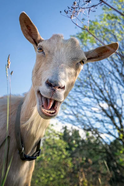 Roliga Get Mellan Buskar Skrattar Och Säger Hej — Stockfoto