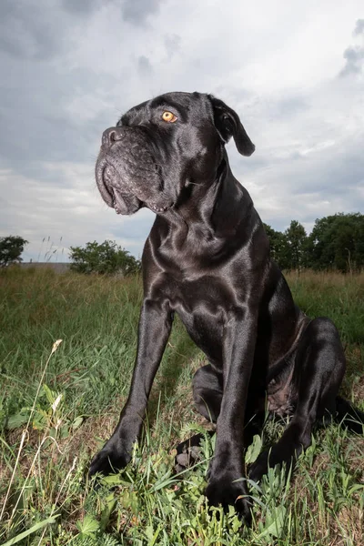 Γυαλιστερή Μαύρη Γούνα Cane Corso Σκυλί Στο Λιβάδι Πυροβόλησε Ευρυγώνιο — Φωτογραφία Αρχείου