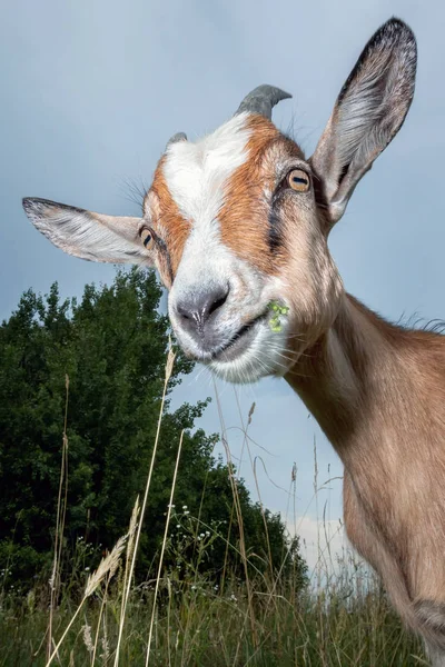 Portrait of smiling goat with big ears and grass in her mouth