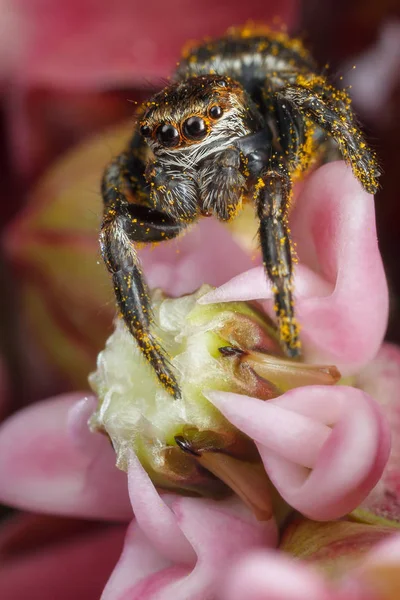 Araña Saltarina Con Polen Amarillo Flor Rosa — Foto de Stock