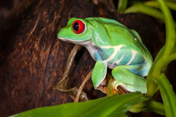 一只胖胖的红眼睛树蛙坐在绿色的植物上 — 图库照片
