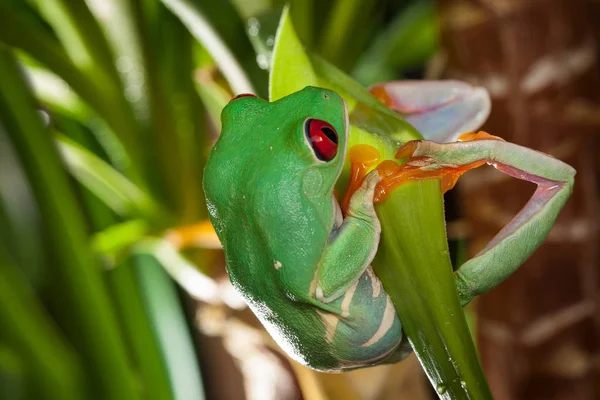 Rana Arborícola Ojos Rojos Balancea Sobre Hoja Verde Terrario — Foto de Stock