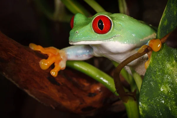 红眼树蛙仔细观察植物叶片之间的环境 — 图库照片