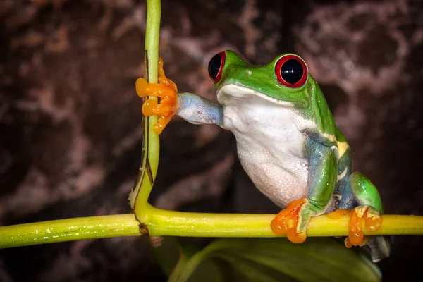 红眼睛树蛙在非常结实的姿势坐在植物茎 — 图库照片