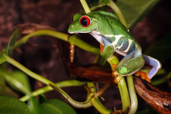 赤い目をしたアマガエルが植物の茎で登るし 植物の環境を注意深く見て葉 — ストック写真