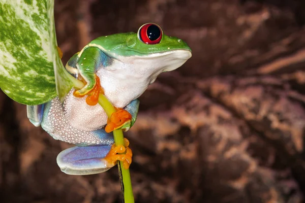 Czerwony Eyed Tree Frog Huśtawki Macierzystych Roślin Liści — Zdjęcie stockowe