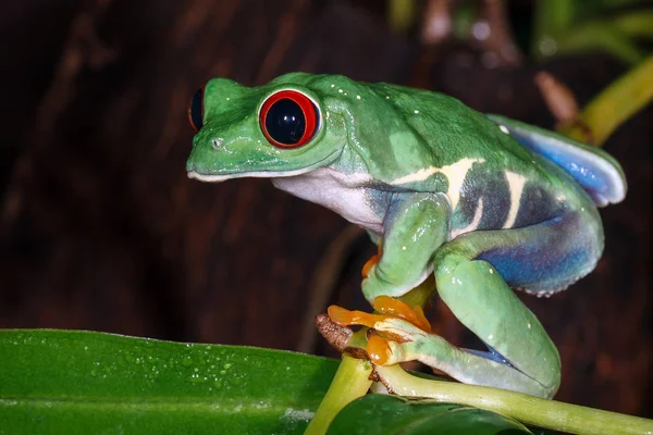 红眼睛树蛙坐在投手植物茎和向下看 — 图库照片