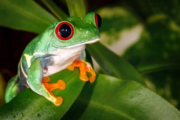 非常に深刻な素敵な赤目アマガエルと嚢状葉植物 — ストック写真