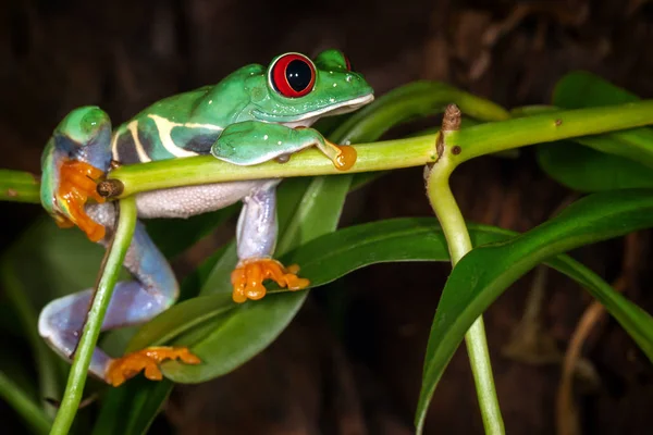 植物の茎とクリケットを夢見て赤い目をしたアマガエルの嘘 — ストック写真