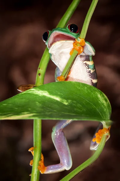 红眼树蛙张开嘴爬上植物茎 — 图库照片