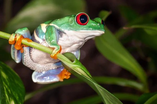 Tight Tree Frog Swings Plant Stem Leaf — Stock Photo, Image