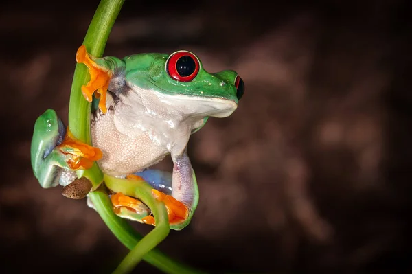 Tree Frogs Yoga Plant Stem Dark Brown Background — Stock Photo, Image