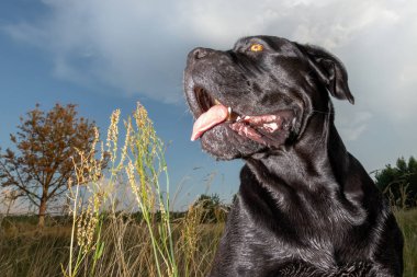 Cane corso köpek çayırda, geç oturan akşam ve dilini gösterir