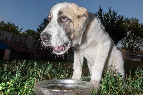 Perro Pastor Blanco Asiático Con Una Máscara Cara Cerca Del — Foto de Stock