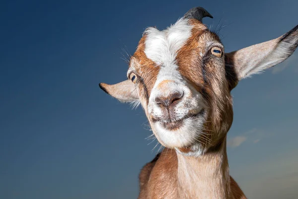 Très Belle Chèvre Sur Fond Bleu Foncé Ciel Avec Sourire — Photo