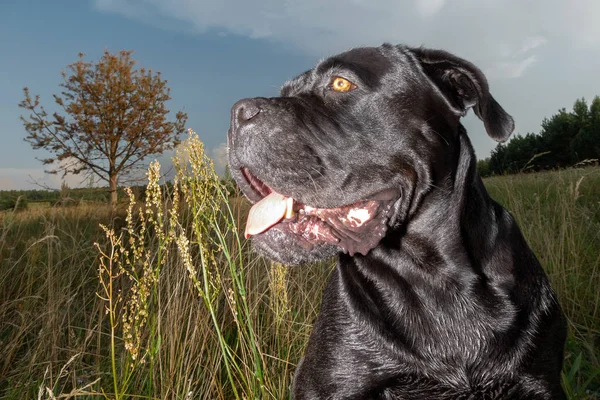 Cane Corso Pies Siedzi Łące Późno Wieczorem Pokazuje Jego Języka — Zdjęcie stockowe